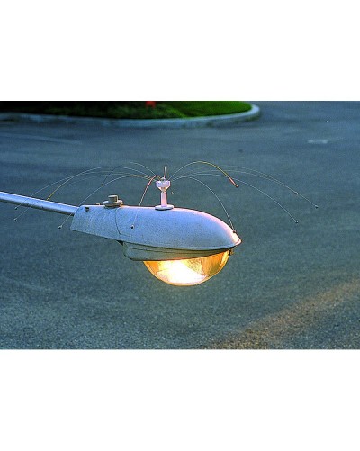 DADDY LONG LEGS 1,25